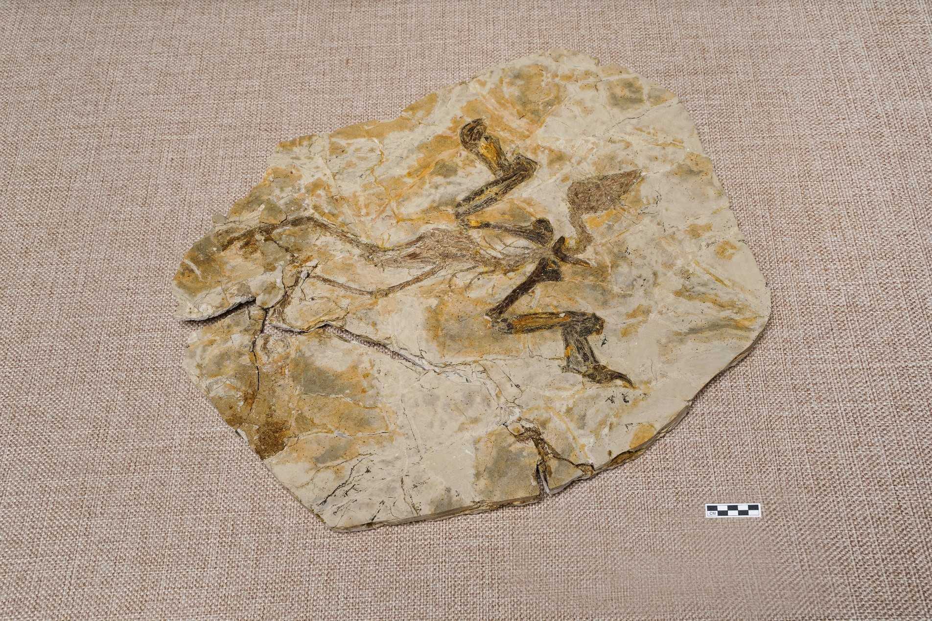 就地过年︱虫虫秀、修化石、看生命演化史诗！南京古生物博物馆“不打烊”|化石|南京_新浪新闻